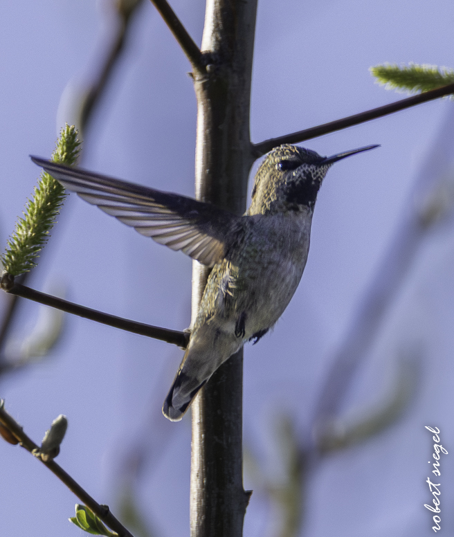 emily renzel wetlands 2026